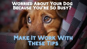 What to Dog With Your Dog When You're at Work
