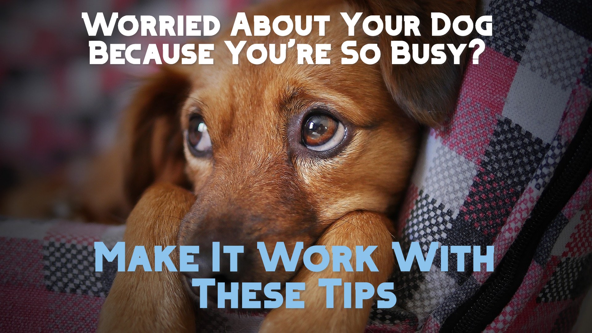 22 Ways To Take Care Of A Dog Or Puppy While You'Re Busy Working 🥇
