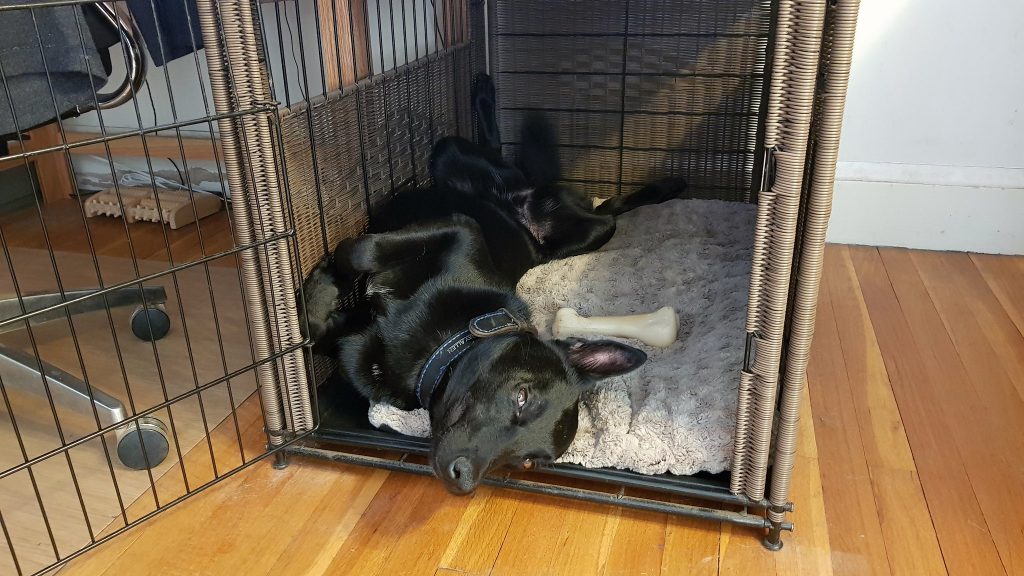 How Long Can I Crate My Dog For?