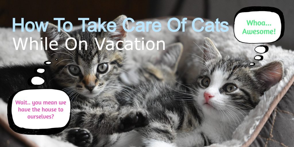 Complete Guide To Leaving Your Cat Home Alone While On Vacation 🥇