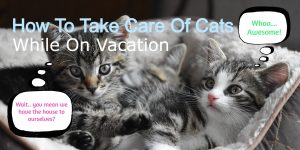 How to Take Care of Cats While on Vacation