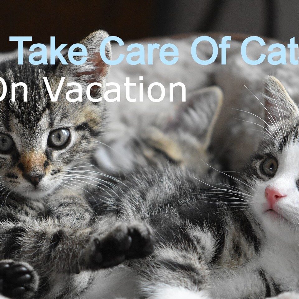 Shop leaving cats while on vacation Outlet Online Black Friday