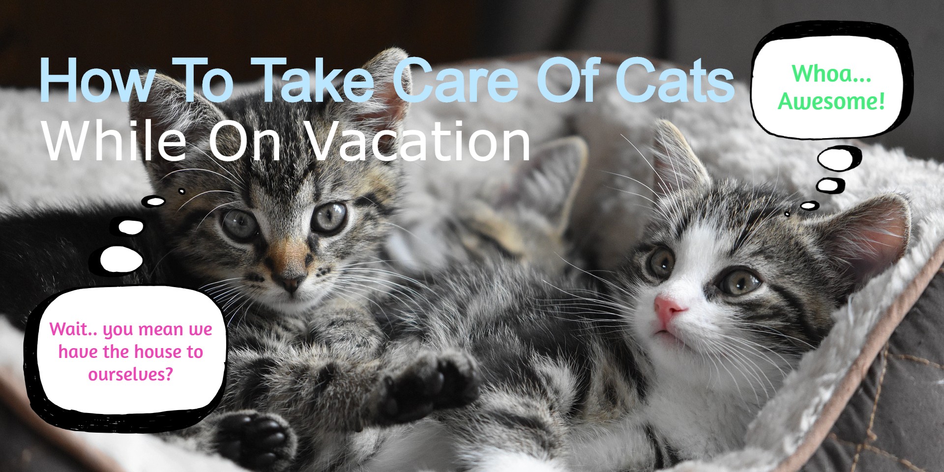 Complete Guide To Leaving Your Cat Home Alone While On Vacation