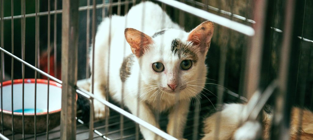 Cat Cruelty and Meat Markets