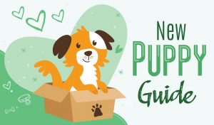 Guide to a New Puppy