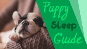 Puppy Sleeping Guide