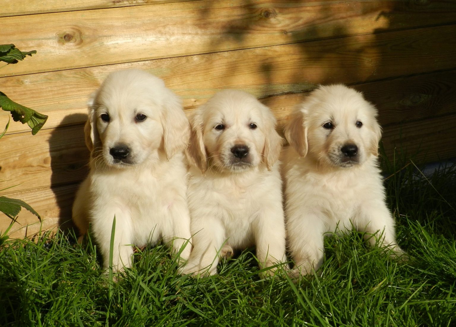 what-makes-golden-retrievers-popular-service-dogs-jet-pet-resort