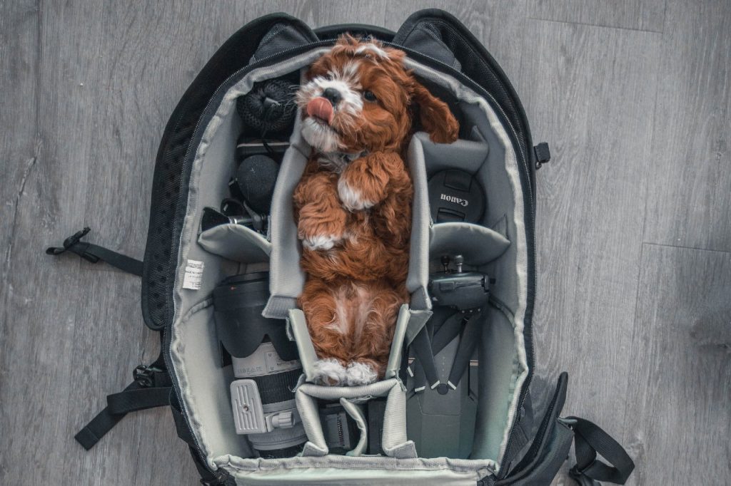 The Complete Guide To Traveling With Your Puppy Jet Pet Resort