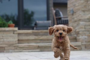 puppy running