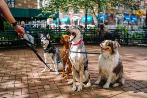 Walking dogs of different breeds
