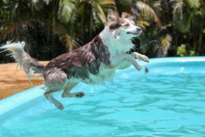 dog diving into swimming pool