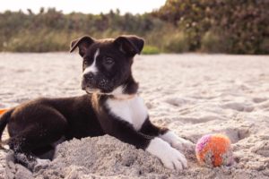 dog playing with a ball on sand