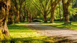 Stanley Park dog park