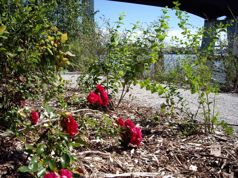 Vibrant red roses blooming along the Fraser Valley Trail with mulch-covered ground, under the shade of green foliage with a glimpse of a calm river and a bridge in the background under a clear blue sky.