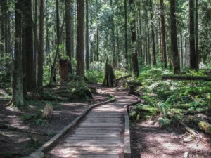 Pacific Spirit Regional Park
