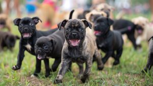 Group of puppies socializing
