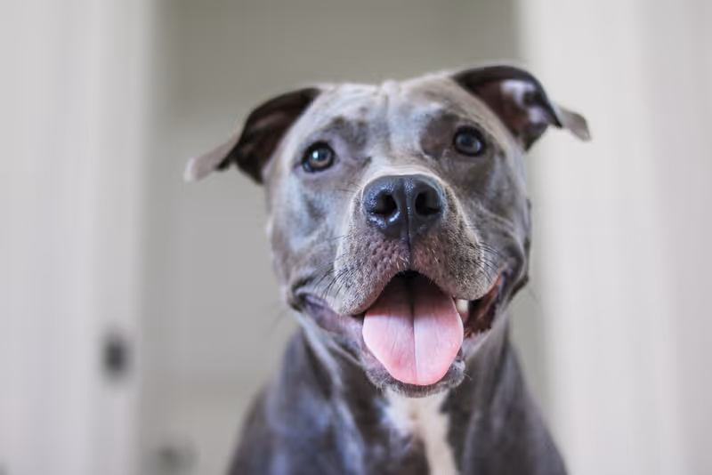 Close-up of a grey Blue Nose Pitbull's face with mouth open and tongue out