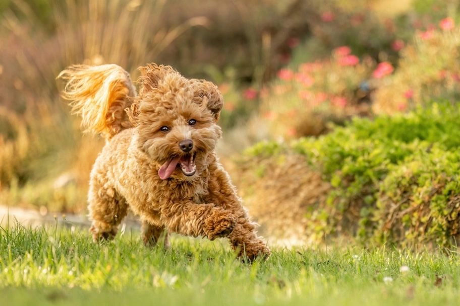 Havapoo puppy running across a grassy lawn with flowering shrubs in the background