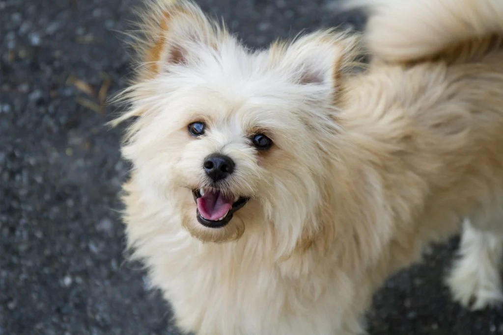 Cream Pomapoo looking up at the camera with mouth open, photographed from a low angle
