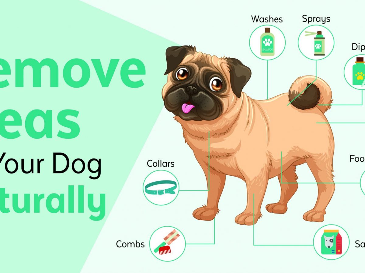 home remedies to stop my dog from itching